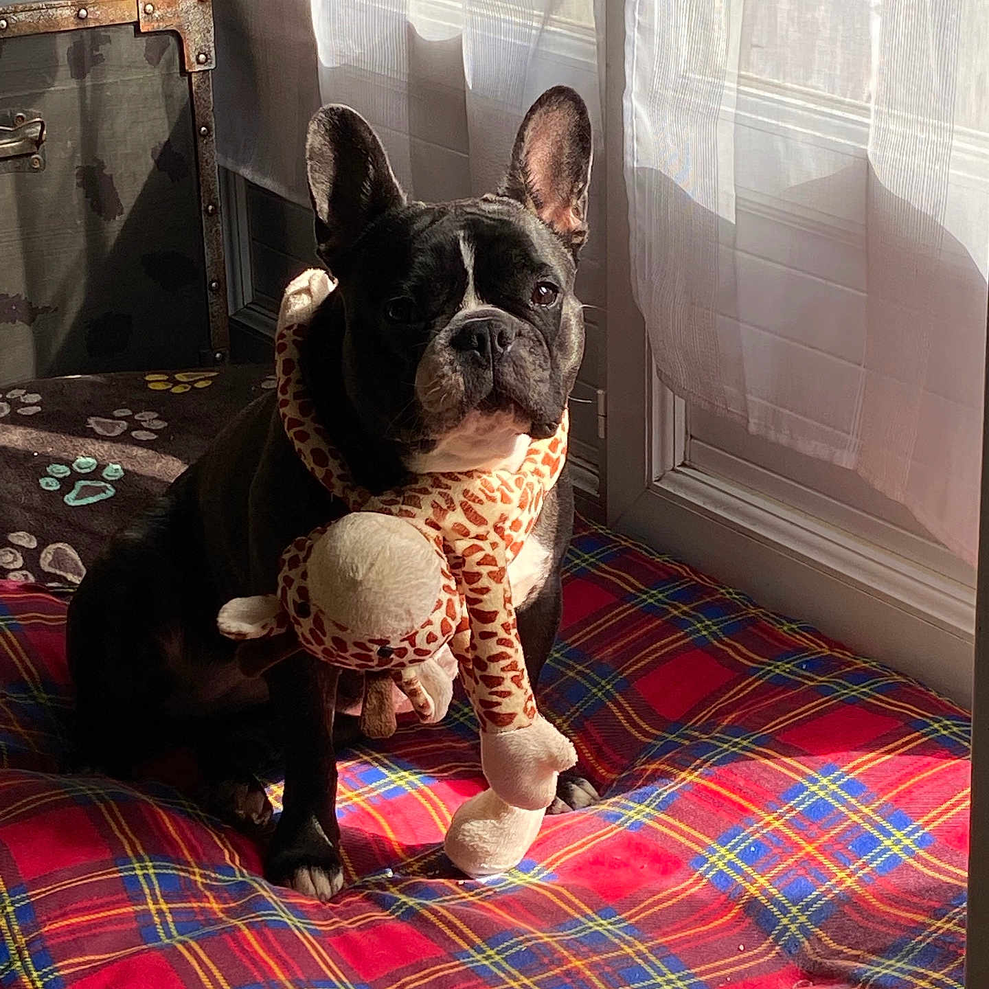 Molly a rejoint le concours — aidez-le/la à gagner de superbes lots ! animal, cozy, curtains, decor, dog, ears, expression, face, french_bulldog, fur, giraffe_toy, indoor, pet, plaid_cushion, plush_toy, shadow, sitting, soft_light, sunlight, window
