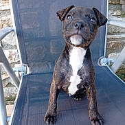 Aiko participe au concours pour gagner de l'argent avec cette photo : puppy, dog, brindle, white_chest, chair, mesh_chair, outdoor, stone_wall, pet, sitting, curious, young_dog, animal, canine, looking_up, front_legs, paw, cute, domestic_animal, pet_portrait