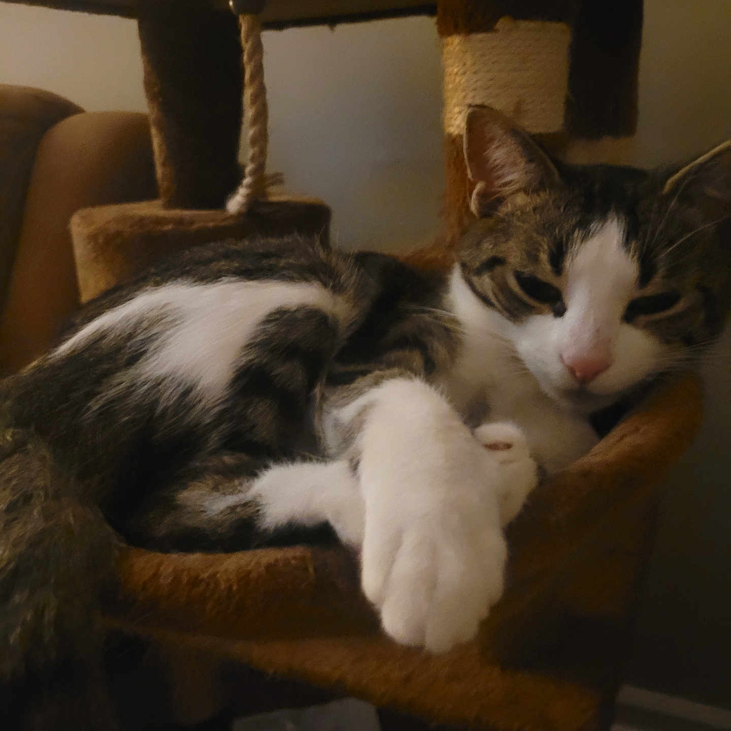 Chloe is registered to the contest to win money with this photo: animal, carpeted, cat, cat_tree, companion, cozy, cute, domestic, feline, fur, household, indoor, mammal, paw, pet, relaxed, resting, sleepy, tabby, white_paw