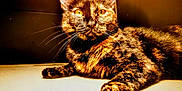 Paupiette participe au concours pour gagner de l'argent avec cette photo : cat, tortoiseshell, feline, pet, animal, whiskers, fur, closeup, portrait, orange_eyes, relaxed, indoor, mammal, laying, paw, face, domestic_animal, cute, resting, warm_light