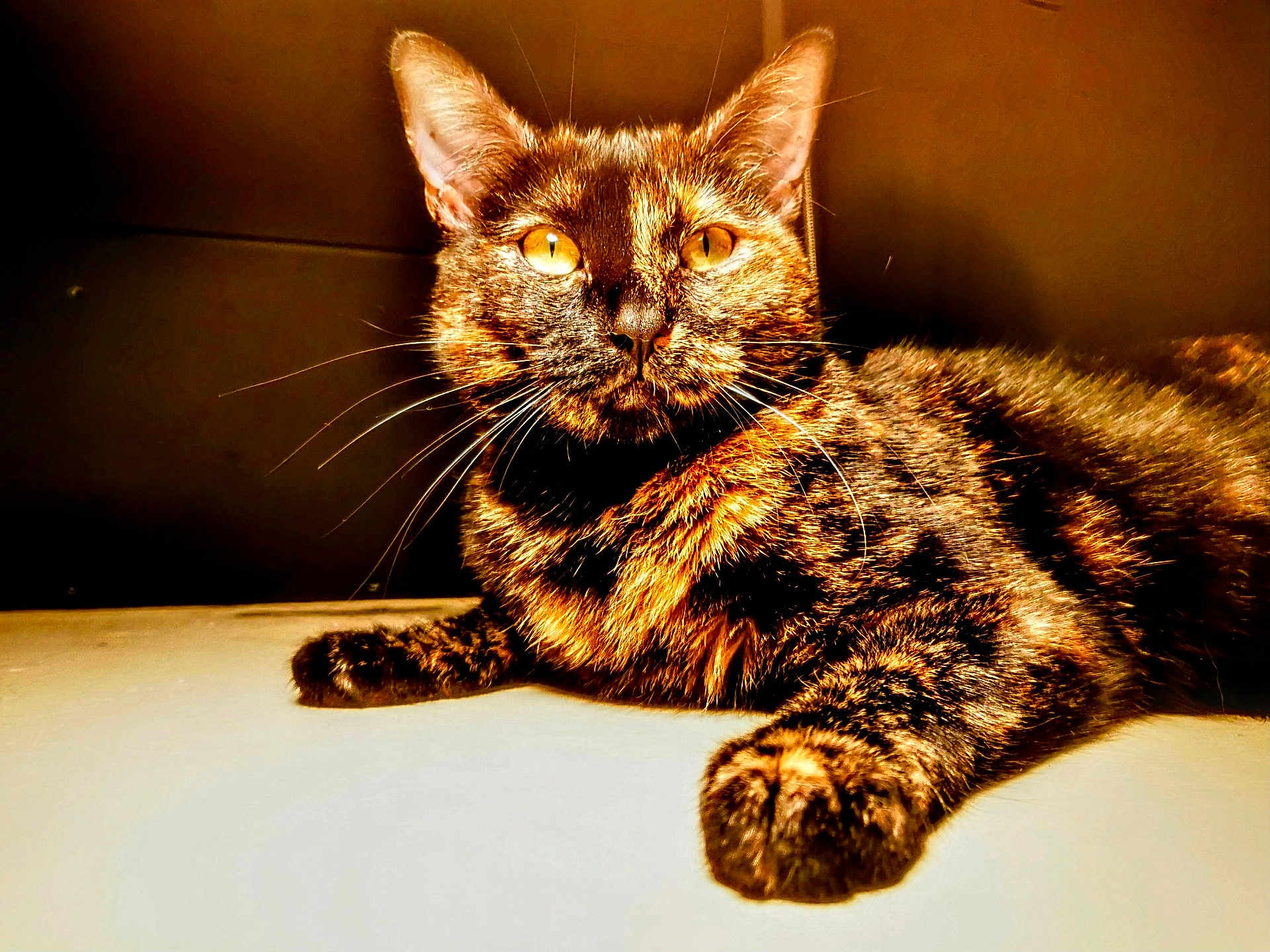 Paupiette participe au concours pour gagner de l'argent avec cette photo : cat, tortoiseshell, feline, pet, animal, whiskers, fur, closeup, portrait, orange_eyes, relaxed, indoor, mammal, laying, paw, face, domestic_animal, cute, resting, warm_light