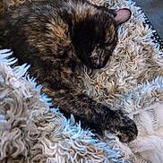 Paupiette participe au concours pour gagner de l'argent avec cette photo : cat, tortoiseshell, sleeping, furry, blanket, cozy, resting, pet, indoor, fur, paw, relaxing, animal, soft, closeup, texture, comfort, napping, cute, home