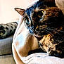Paupiette participe au concours pour gagner de l'argent avec cette photo : cat, tortoiseshell, close_up, whiskers, furry, pet, domestic_animal, cozy, blanket, indoor, curious, animal, soft, fur, face, portrait, relaxed, cute, companion, mammal