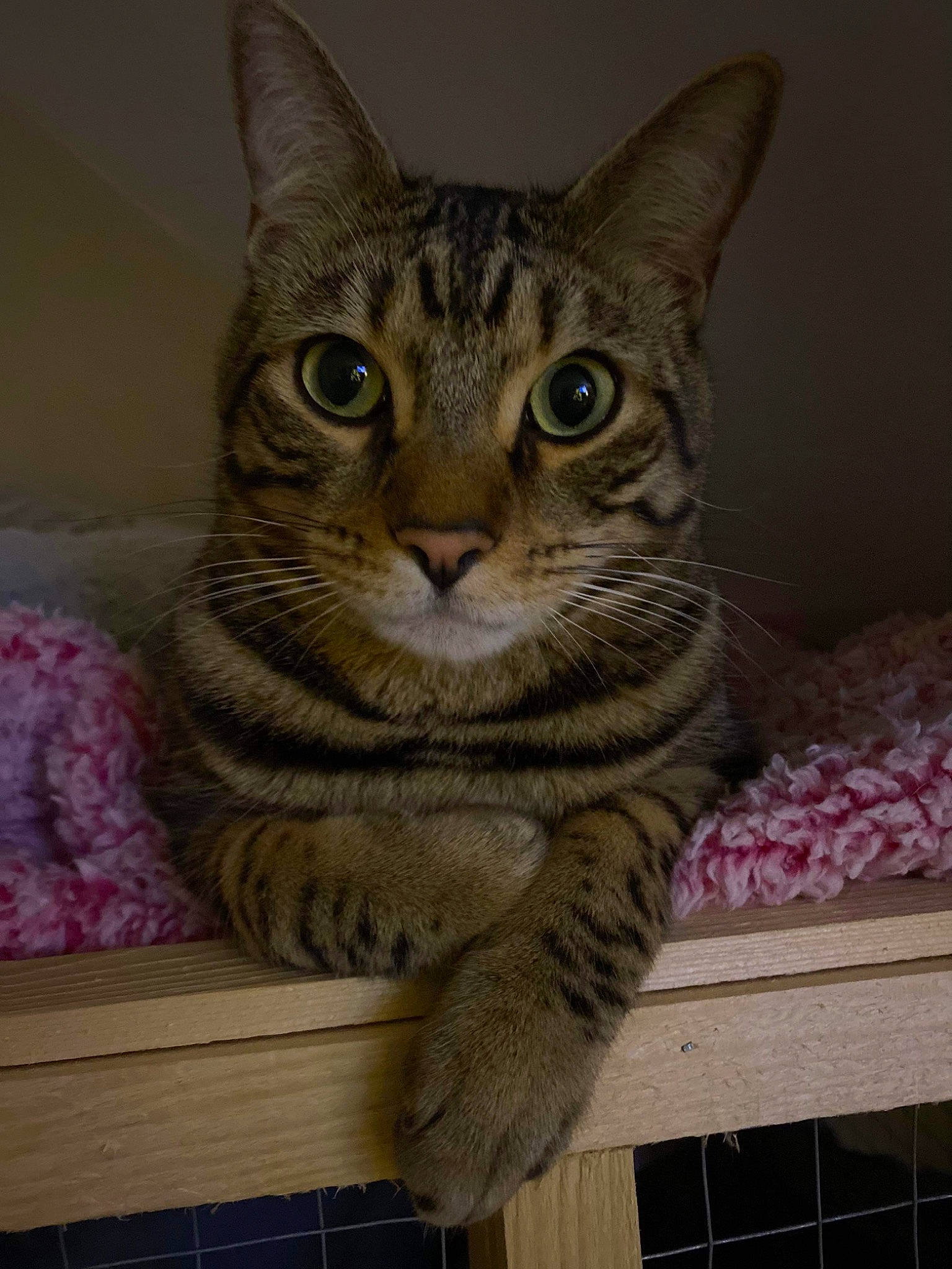 Buzz joined the competition — help win amazing prizes! carnivore, cat, domestic_short_haired_cat, door, felidae, fur, pattern, rectangle, sitting, small_to_medium_sized_cats, snout, terrestrial_animal, whiskers, window