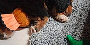 Arrow a rejoint le concours — aidez-le/la à gagner de superbes lots ! puppy, dog, sleeping, black_fur, brown_fur, white_paw, toy, green_toy, rug, tile_floor, indoor, pet, cute, cozy, animal, resting, fur, paw, laying_down, home