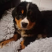 Arrow a rejoint le concours — aidez-le/la à gagner de superbes lots ! puppy, dog, bernese_mountain_dog, fur, blanket, cozy, indoor, pet, animal, cute, brown, black, white, face, portrait, laying, soft, fluffy, young, domestic