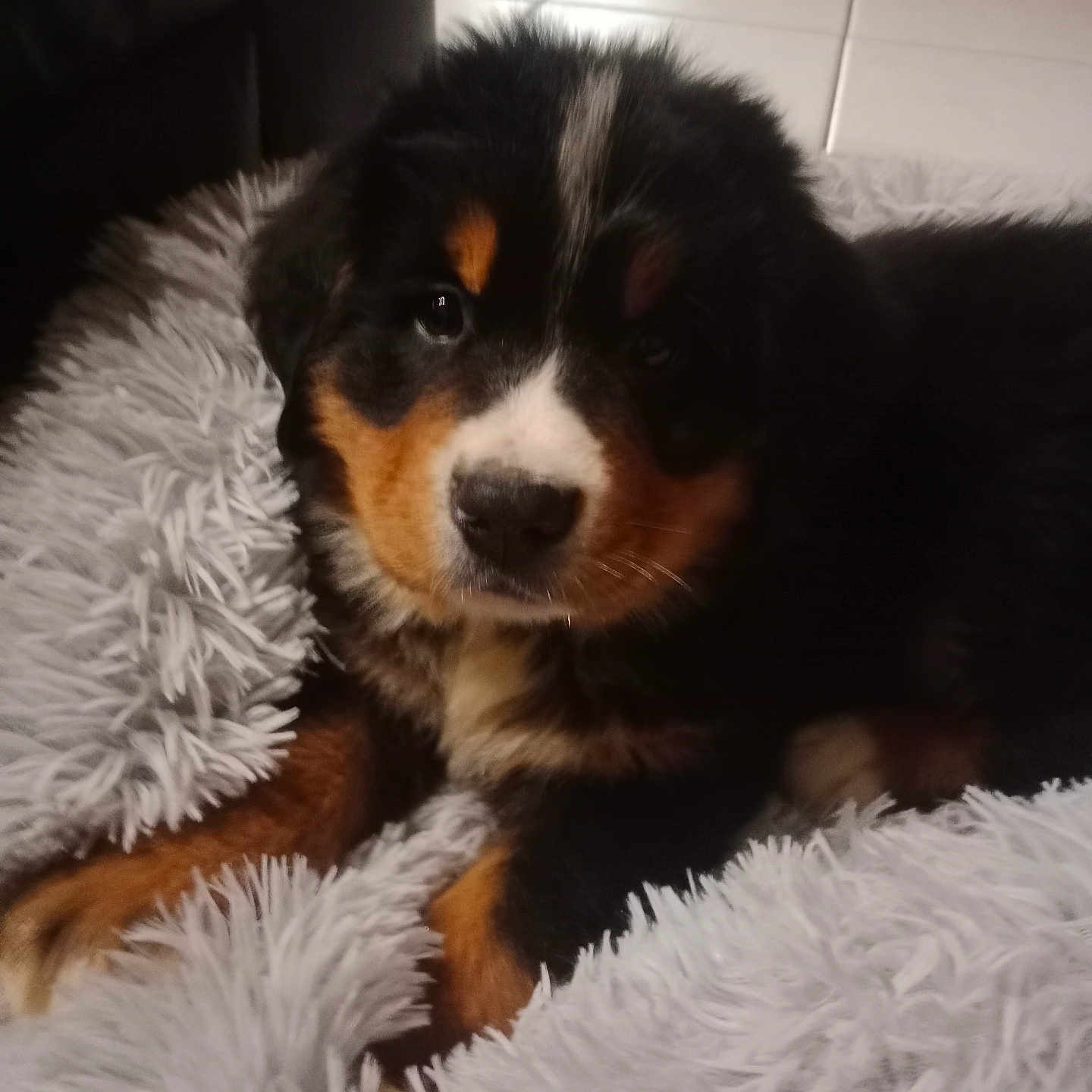 Arrow a rejoint le concours — aidez-le/la à gagner de superbes lots ! animal, bernese_mountain_dog, black, blanket, brown, cozy, cute, dog, domestic, face, fluffy, fur, indoor, laying, pet, portrait, puppy, soft, white, young