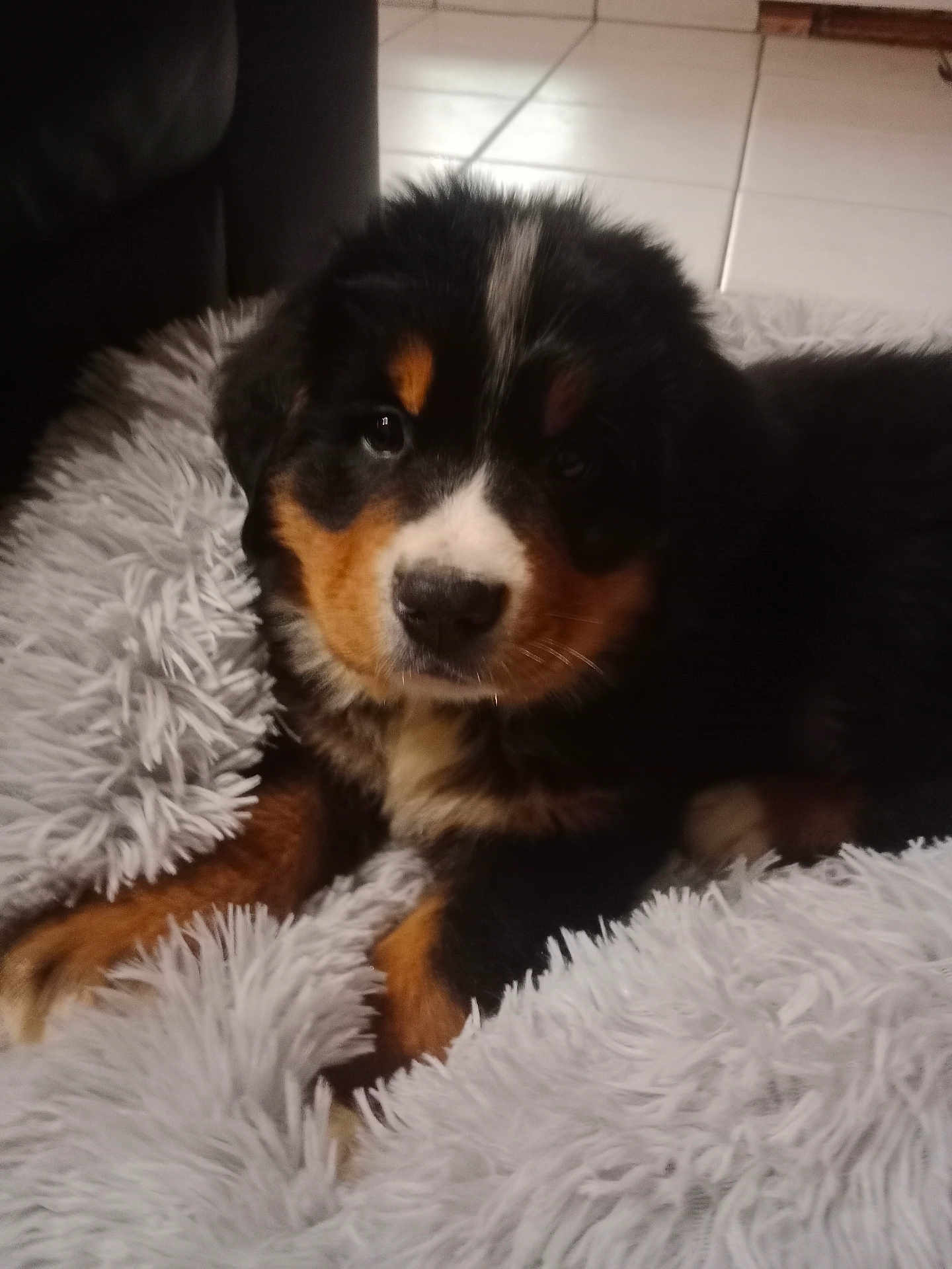 Arrow a rejoint le concours — aidez-le/la à gagner de superbes lots ! puppy, dog, bernese_mountain_dog, fur, blanket, cozy, indoor, pet, animal, cute, brown, black, white, face, portrait, laying, soft, fluffy, young, domestic