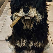 Athos a rejoint le concours — aidez-le/la à gagner de superbes lots ! animal, black_fur, bone, brown_fur, canine, companion, cute, dog, domestic_animal, floor, fluffy, fur, house, indoor, long_hair, muzzle, paw, pet, sitting, tile_floor