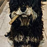 animal, black_fur, bone, brown_fur, canine, companion, cute, dog, domestic_animal, floor, fluffy, fur, house, indoor, long_hair, muzzle, paw, pet, sitting, tile_floor