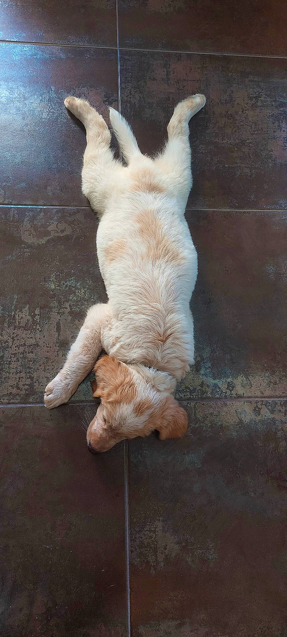 éra a rejoint le concours — aidez-le/la à gagner de superbes lots ! carnivore, companion_dog, dog_breed, fawn, felidae, flooring, foot, fur, gesture, human_body, human_leg, leg, paw, small_to_medium_sized_cats, snout, sporting_group, tail, whiskers, window, wood