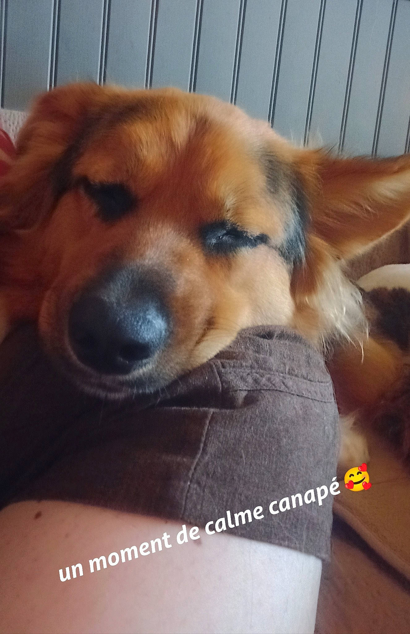 Tekila a rejoint le concours — aidez-le/la à gagner de superbes lots ! canidae, carnivore, companion_dog, dog, dog_breed, fawn, fur, liver, paw, photo_caption, snout, sporting_group, whiskers, working_animal