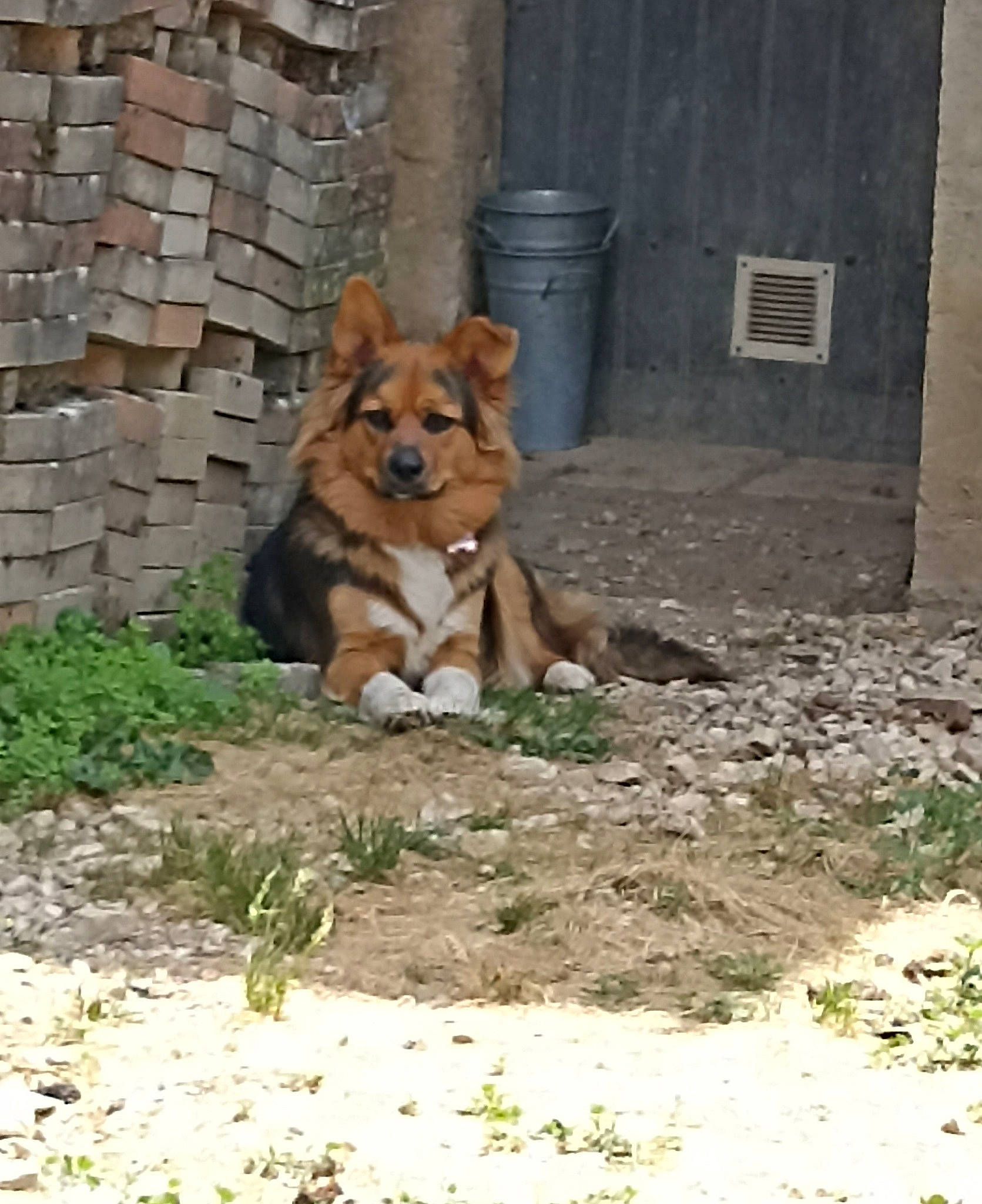 Tekila participe au concours pour gagner de l'argent avec cette photo : canidae, carnivore, companion_dog, dog, dog_breed, dog_supply, door, fawn, felidae, grass, herding_dog, plant, snout, soil, spitz, sporting_group, tail, terrestrial_animal, whiskers, working_animal