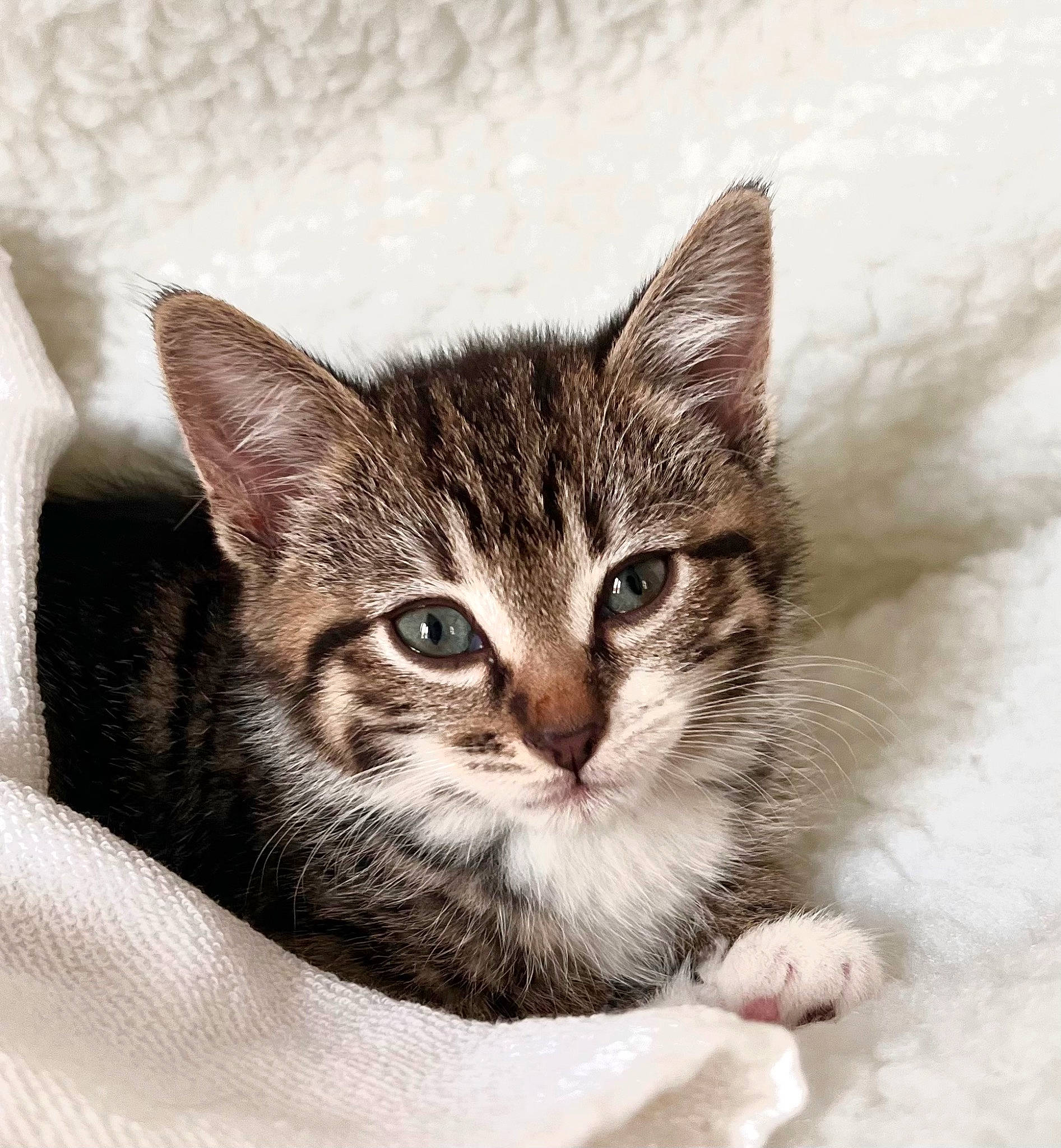 Simit is registered to the contest to win money with this photo: box, carnivore, cat, cat_supply, claw, comfort, domestic_short_haired_cat, felidae, fur, paw, small_to_medium_sized_cats, snout, terrestrial_animal, whiskers, window