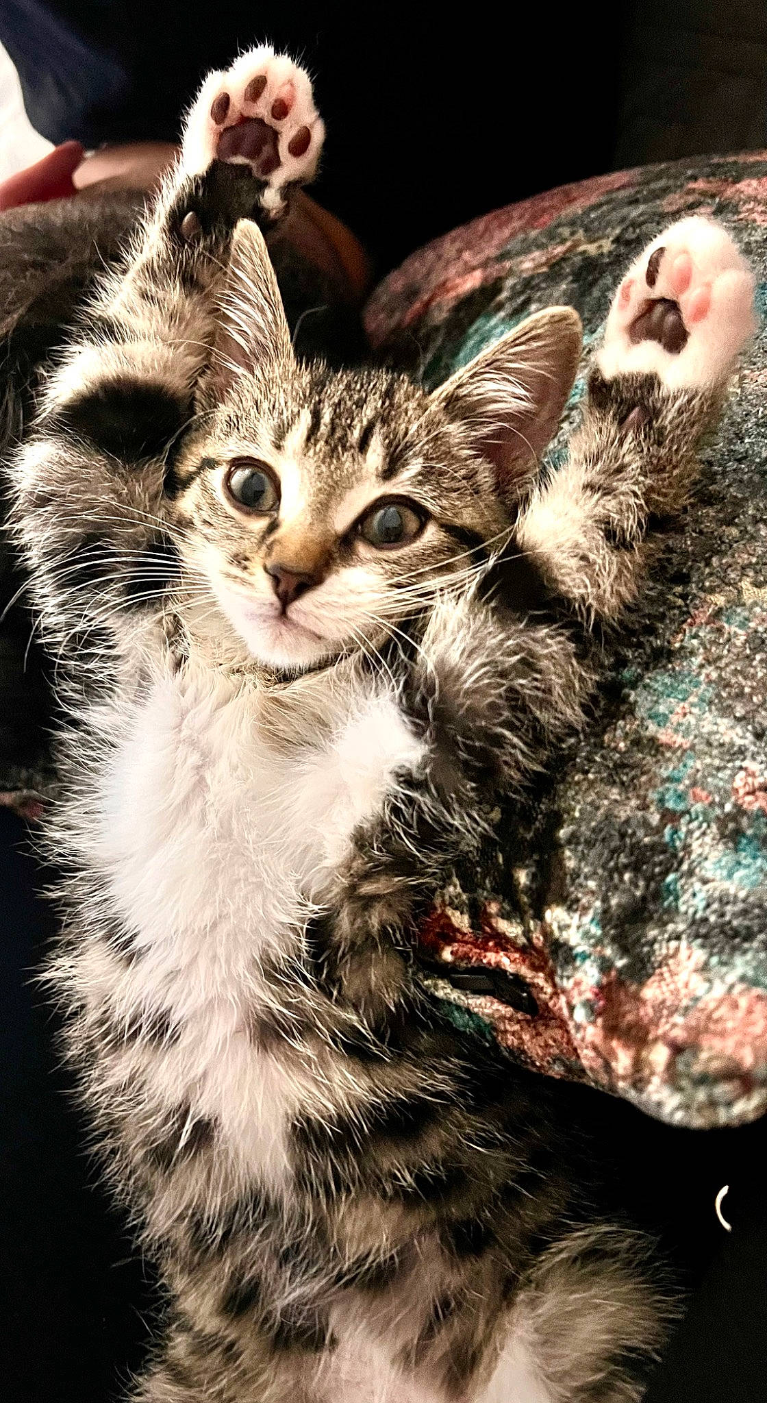 Simit is registered to the contest to win money with this photo: carnivore, cat, claw, close_up, darkness, domestic_short_haired_cat, felidae, fur, gesture, grass, paw, plant, small_to_medium_sized_cats, snout, stock_photography, tail, terrestrial_animal, tree, whiskers, wildlife