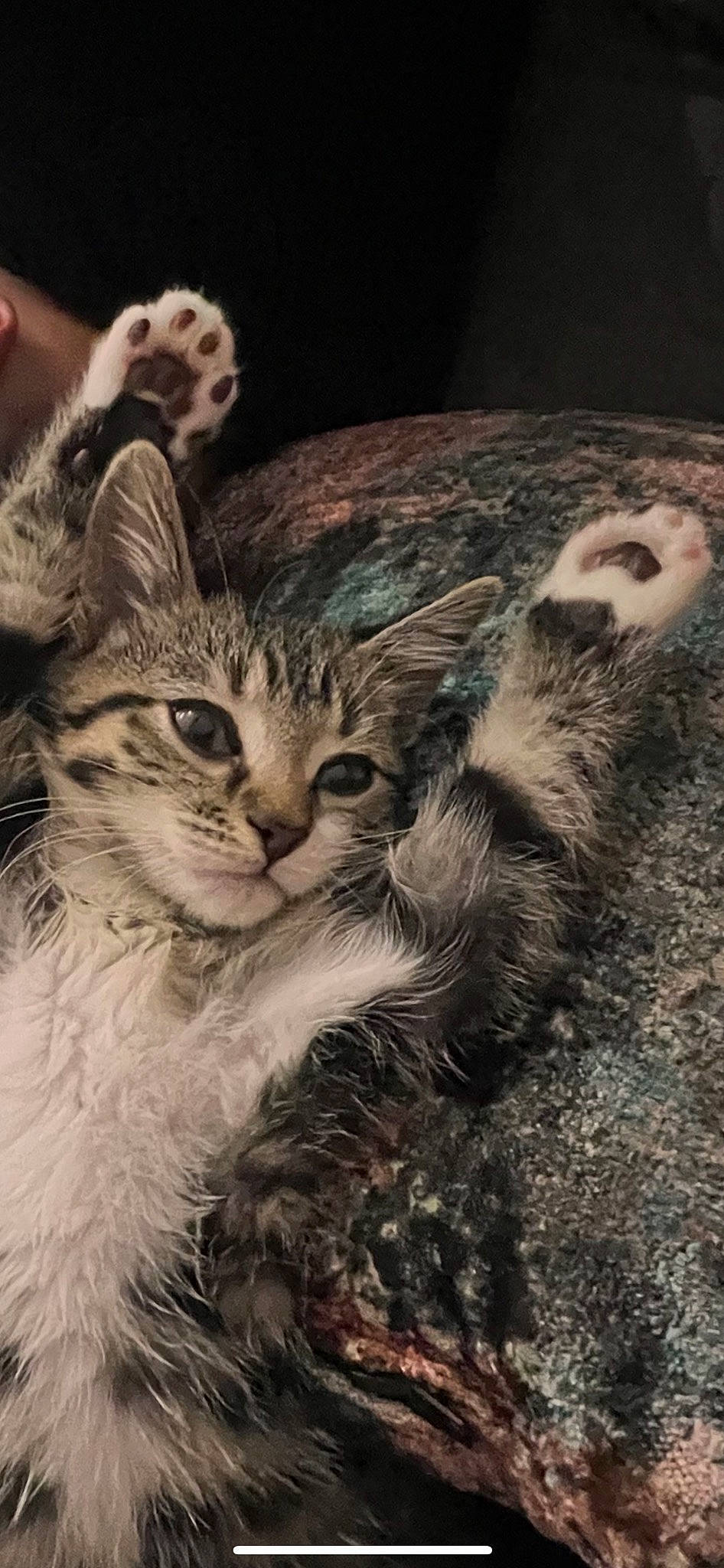 Simit joined the competition — help win amazing prizes! carnivore, cat, claw, domestic_short_haired_cat, event, felidae, fur, gesture, grass, paw, photo_caption, plant, small_to_medium_sized_cats, tail, terrestrial_animal, whiskers, wildlife