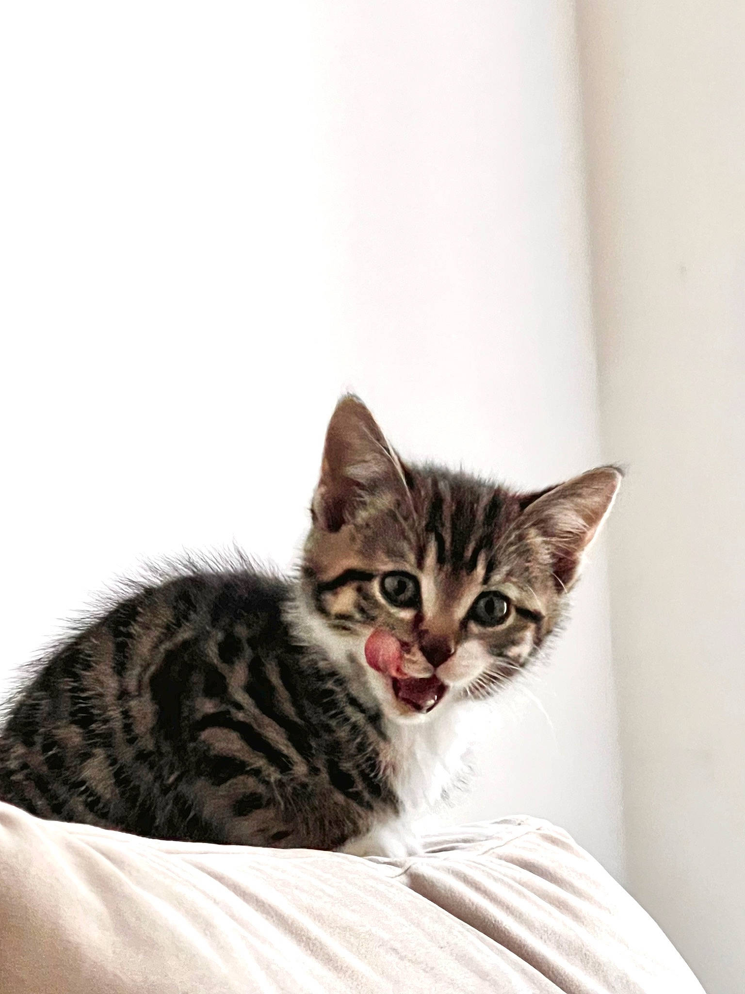 Simit is registered to the contest to win money with this photo: carnivore, cat, claw, comfort, domestic_short_haired_cat, door, felidae, fur, paw, small_to_medium_sized_cats, snout, terrestrial_animal, whiskers, window