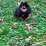 Argo is registered to the contest to win money with this photo: animal, autumn, black, cute, daylight, dog, fluffy, fur, garden, grass, greenery, leaf_litter, leaves, nature, outdoor, pet, pomeranian, small_dog, tan, walking