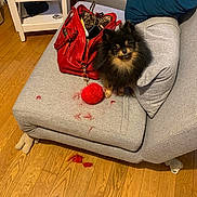 Argo joined the competition — help win amazing prizes! accessory, animal, cap, couch, dog, fluffy, fur, fur_shedding, gray_couch, home, indoor, keychain, living_room, pet, pillow, pomeranian, red_handbag, side_table, small_dog, wooden_floor