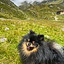 Argo joined the competition — help win amazing prizes! animal, black, canine, clouds, dog, fluffy, grass, happy, meadow, mountains, nature, outdoor, pet, pom, pomeranian, scenic, smiling, sunlight, tan, tongue_out