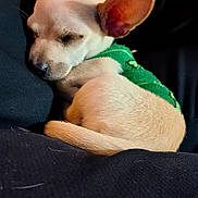Chewyyy joined the competition — help win amazing prizes! puppy, sleeping, dog, green_sweater, curled_up, cozy, soft_fur, large_ears, indoor, resting, cute, animal, pet, closeup, adorable, young_dog, fur_texture, calm, snuggled, relaxed