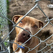 Zaxby joined the competition — help win amazing prizes! dog, chain_link_fence, outdoor, brown_dog, close_up, pet, animal, collar, metal_fence, canine, curious, looking, face, ears, nose, background, ground, kennel, blue_collar, daylight