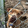 dog, chain_link_fence, outdoor, brown_dog, close_up, pet, animal, collar, metal_fence, canine, curious, looking, face, ears, nose, background, ground, kennel, blue_collar, daylight