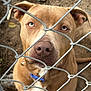 Zaxby joined the competition — help win amazing prizes! dog, animal, pet, chain_link_fence, blue_eyes, brown_fur, collar, outdoor, earth, close_up, looking_up, canine, muzzle, ears, expression, fence, portrait, nature, domestic_animal, curious