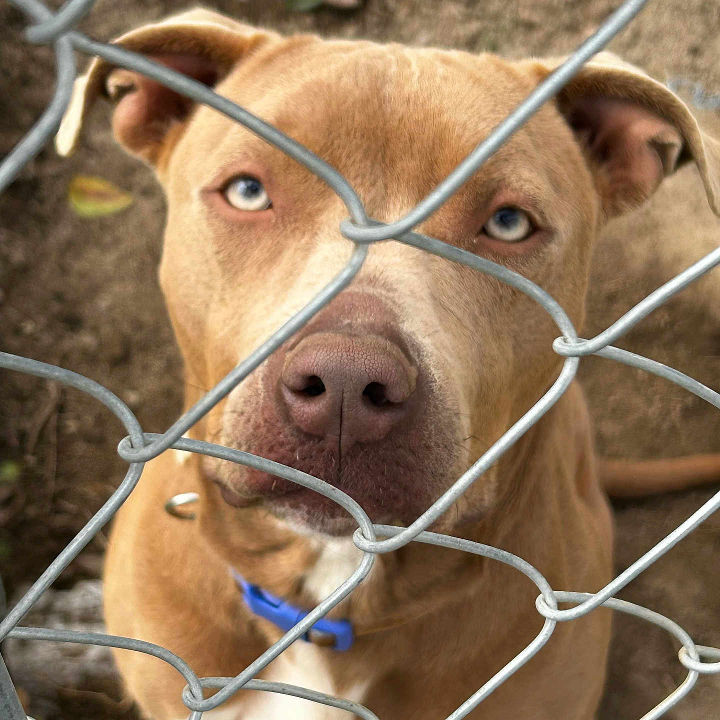 Zaxby joined the competition — help win amazing prizes! animal, blue_eyes, brown_fur, canine, chain_link_fence, close_up, collar, curious, dog, domestic_animal, ears, earth, expression, fence, looking_up, muzzle, nature, outdoor, pet, portrait