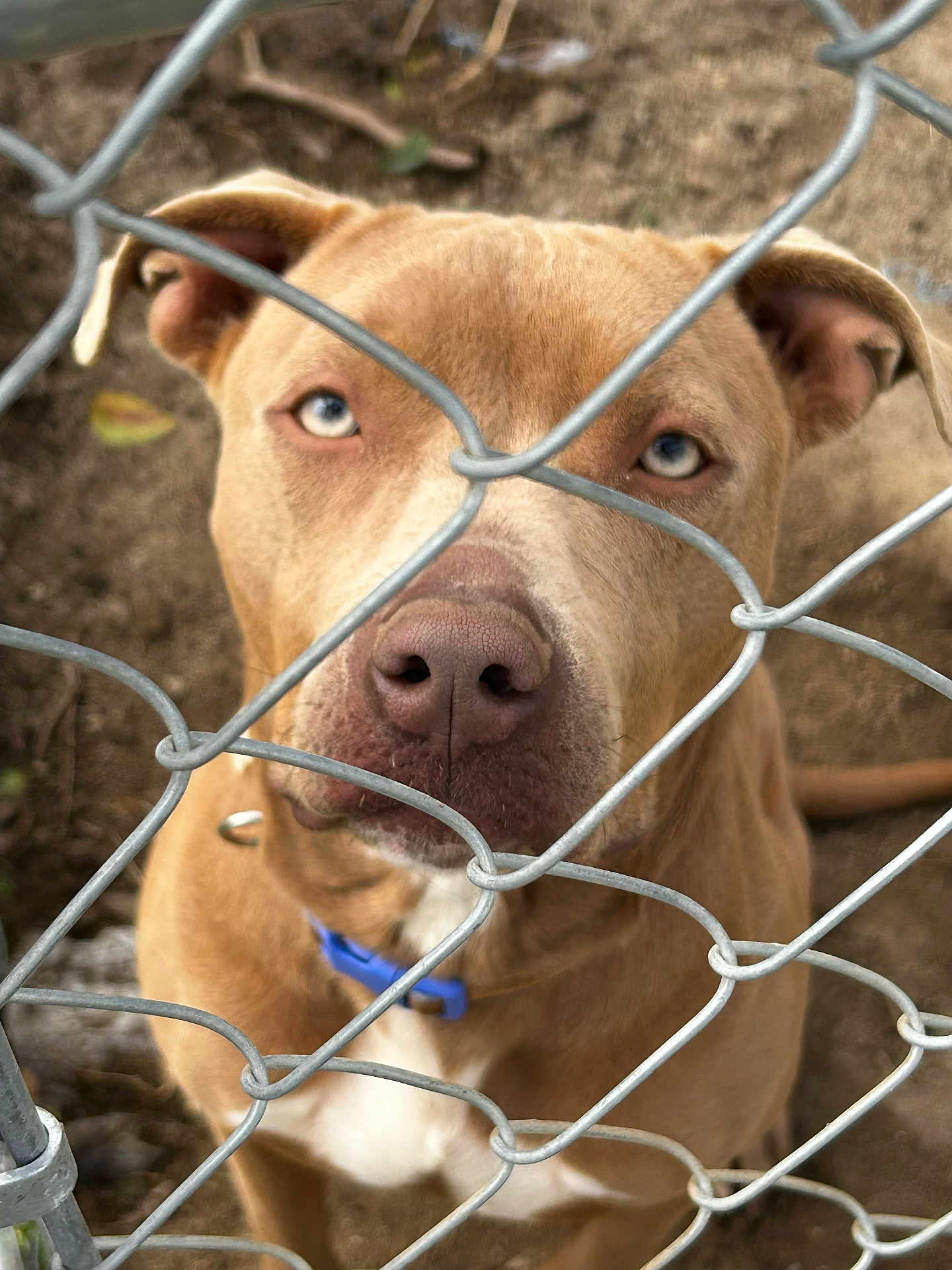 Zaxby joined the competition — help win amazing prizes! dog, animal, pet, chain_link_fence, blue_eyes, brown_fur, collar, outdoor, earth, close_up, looking_up, canine, muzzle, ears, expression, fence, portrait, nature, domestic_animal, curious