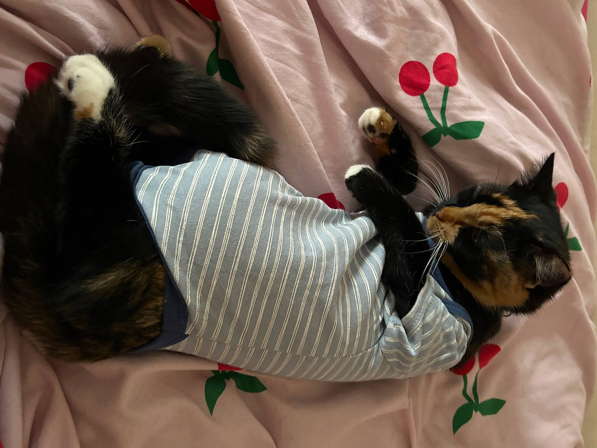 Georgia joined the competition — help win amazing prizes! bag, carnivore, cat, collar, comfort, companion_dog, dog_breed, ear, fawn, felidae, fur, human_leg, lap, leg, linens, plant, small_to_medium_sized_cats, tail, thigh, whiskers