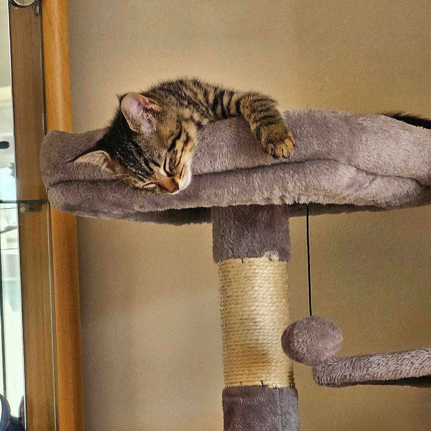 Scout is registered to the contest to win money with this photo: abyssinian, animal, architecture, blanket, cat, chair, closet, couch, cupboard, cushion, furniture, homedecor, indoors, kitten, manx, person, pet, shelf, sleeping, wood