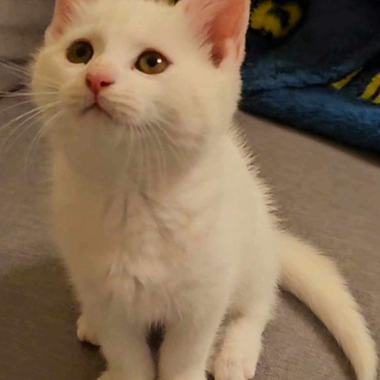 Shiro