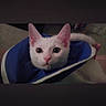 Mika is registered to the contest to win money with this photo: animal, blue_cone, cat, closeup, comfort, cone, curious, cute, domestic_cat, ears, eyes, face, fur, household, indoor, looking, pet, resting, whiskers, white_cat