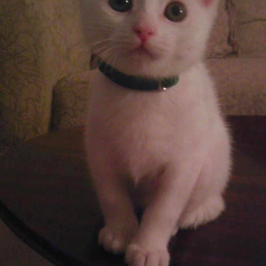 Mika