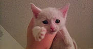 Mika is registered to the contest to win money with this photo: animal, cat, closeup, cute, domestic_animal, ears, feline, fur, hand, holding, indoor, kitten, looking, pet, portrait, small, wall, whiskers, white_cat, young_cat