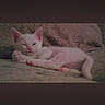 Mika is registered to the contest to win money with this photo: animal, cat, couch, cozy, cute, domestic_cat, feline, fur, indoor, kitten, pet, pink_paws, portrait, relaxed, resting, sleeping, small, soft_light, texture, white_cat
