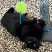 Bear joined the competition — help win amazing prizes! black_cat, cat, pet, indoor, carpet, scratching_post, toy, green_toy, playful, fur, animal, cute, eyes, paws, floor, relaxing, pet_toy, feline, domestic_animal, close_up