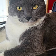 Roméo a rejoint le concours — aidez-le/la à gagner de superbes lots ! cat, gray_cat, white_fur, yellow_eyes, indoor, reflection, feline, pet, closeup, animal, cute, whiskers, ears, fur, domestic_animal, resting, looking, face, table, mirror