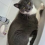 Roméo participe au concours pour gagner de l'argent avec cette photo : cat, sink, bathroom, gray_cat, white_paws, domestic, pet, curled_up, feline, soap_dish, yellow_towel, tile_wall, household, relaxed, looking_up, whiskers, fur, indoor, cute, resting