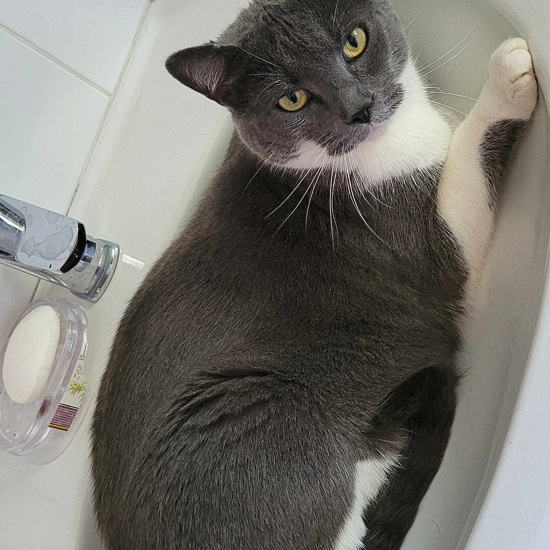 Roméo participe au concours pour gagner de l'argent avec cette photo : bathroom, cat, curled_up, cute, domestic, feline, fur, gray_cat, household, indoor, looking_up, pet, relaxed, resting, sink, soap_dish, tile_wall, whiskers, white_paws, yellow_towel