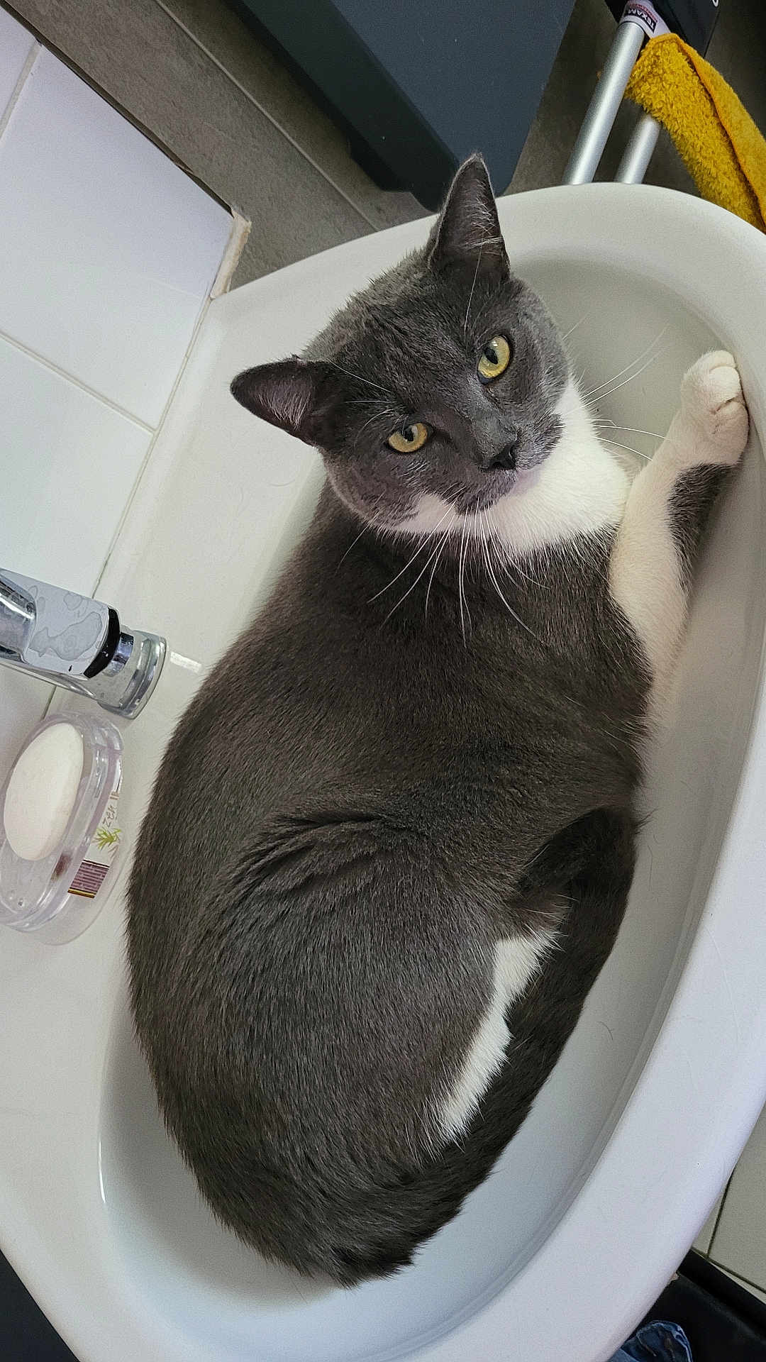 Roméo participe au concours pour gagner de l'argent avec cette photo : cat, sink, bathroom, gray_cat, white_paws, domestic, pet, curled_up, feline, soap_dish, yellow_towel, tile_wall, household, relaxed, looking_up, whiskers, fur, indoor, cute, resting