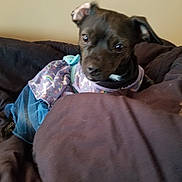 Luna is registered to the contest to win money with this photo: american_pit_bull_terrier, american_staffordshire_terrier, canidae, carnivore, dog, dog_breed, ear, fawn, mammal, non_sporting_group, pit_bull, puppy, snout, sporting_group, staffordshire_bull_terrier, vertebrate