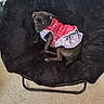 Luna is registered to the contest to win money with this photo: canidae, carnivore, chair, comfort, companion_dog, dog, dog_bed, dog_breed, furniture, nap, puppy, sitting, sleep, sporting_group
