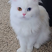 Naughty joined the competition — help win amazing prizes! amber_eye, animal, blue_eye, carpet, cat, cute, domestic_cat, feline, fluffy, fur, heterochromia, indoor, looking_at_camera, pet, pink_nose, portrait, sitting, soft_fur, whiskers, white_cat