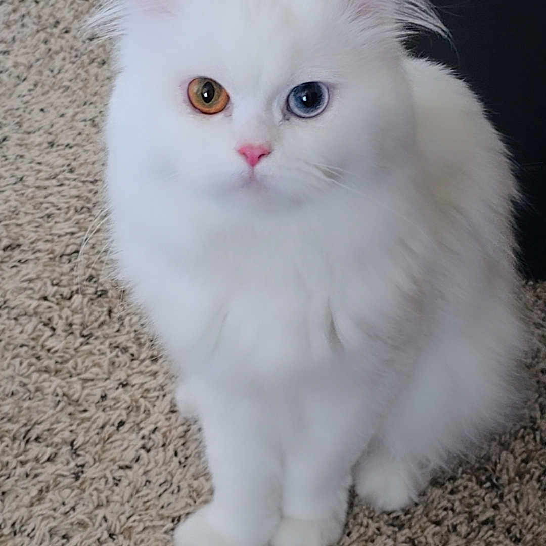 Naughty joined the competition — help win amazing prizes! amber_eye, animal, blue_eye, carpet, cat, cute, domestic_cat, feline, fluffy, fur, heterochromia, indoor, looking_at_camera, pet, pink_nose, portrait, sitting, soft_fur, whiskers, white_cat
