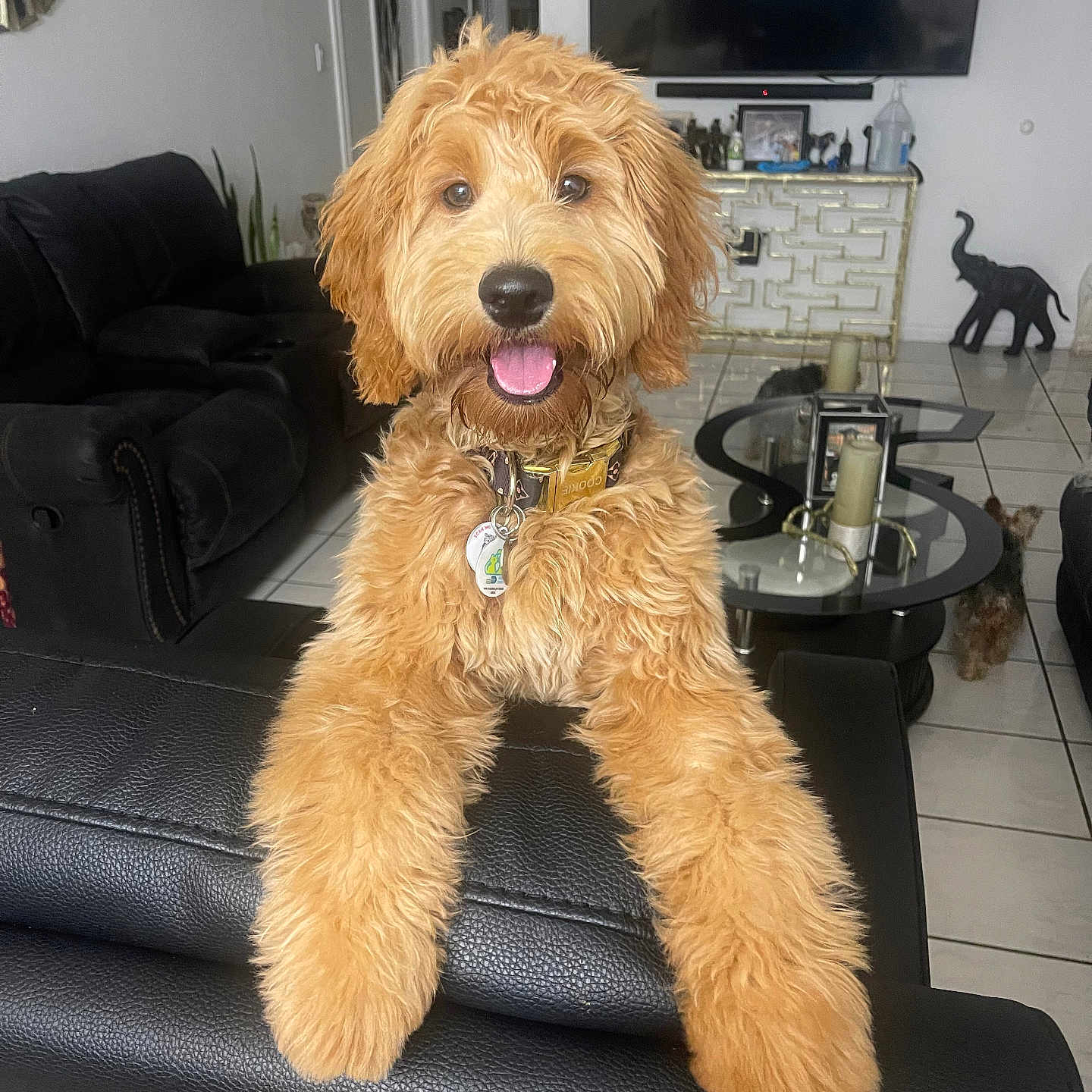 Uche joined the competition — help win amazing prizes! animal, black_leather_couch, candles, collar, decor, dog, elephant_statue, floor_tiles, fur, glass_table, golden_doodle, home_interior, living_room, pet, puppy, relaxed, smiling, tags, television, tongue_out