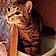 Kitty
