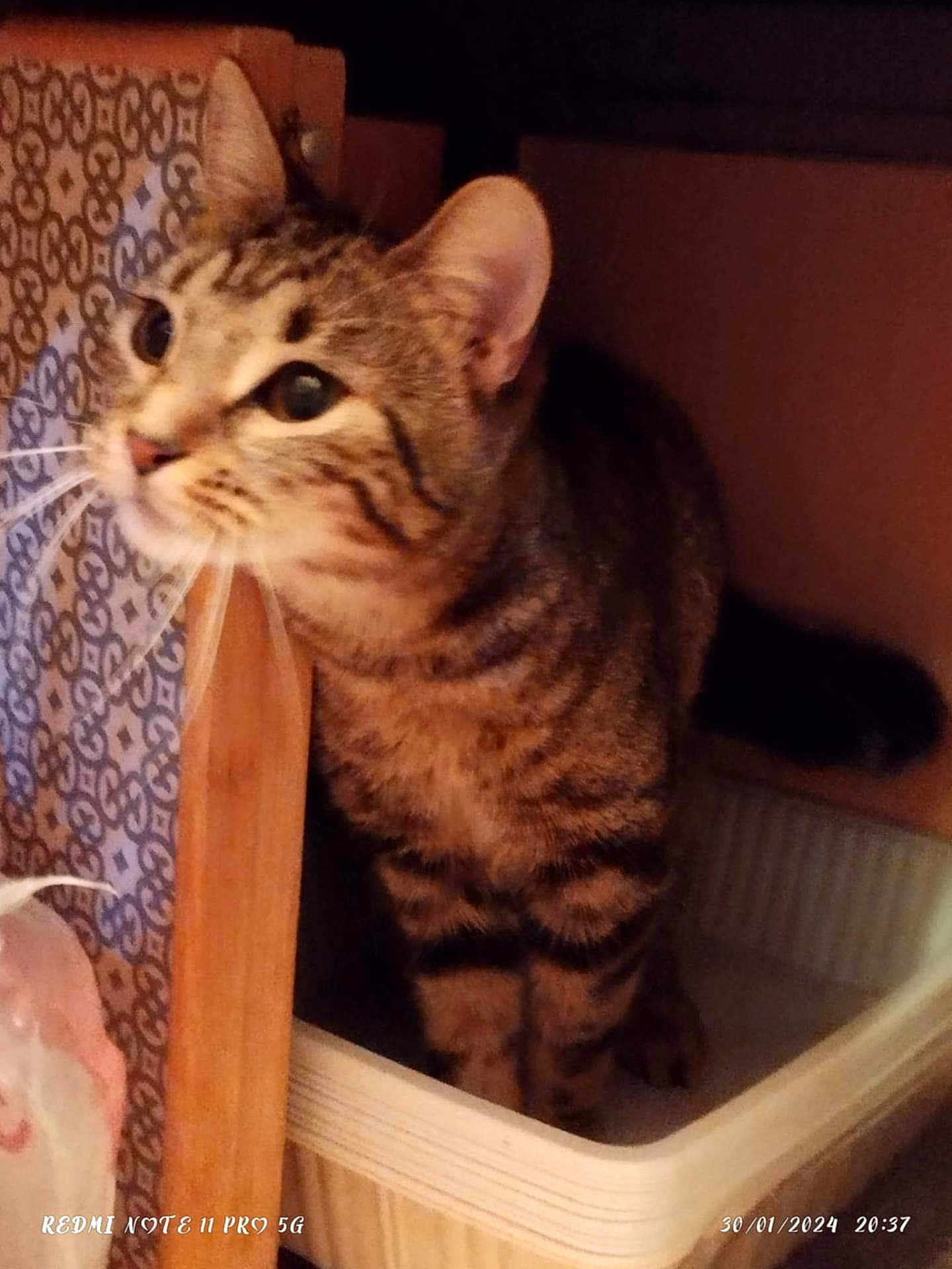 Kitty