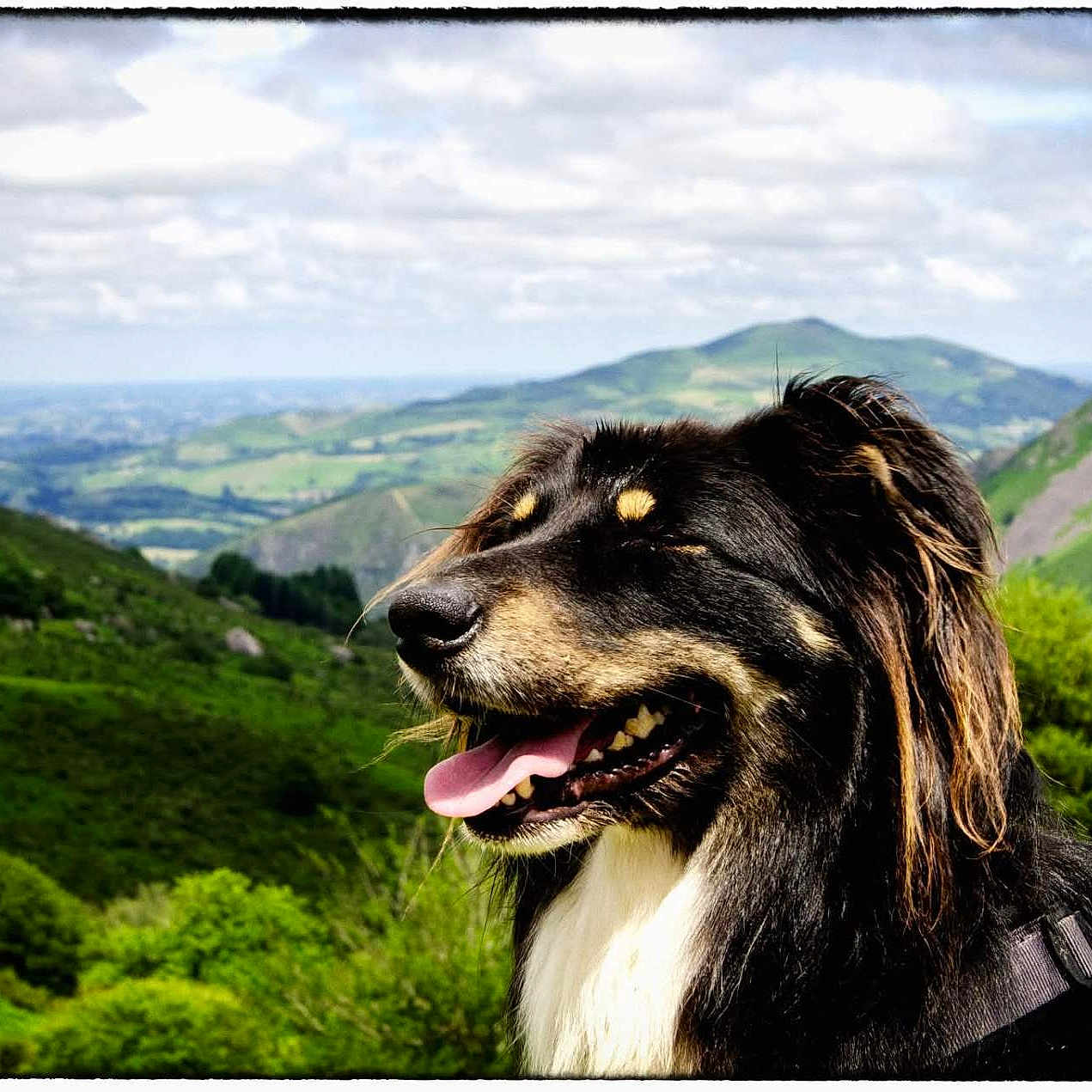 Swell a rejoint le concours — aidez-le/la à gagner de superbes lots ! dog, animal, outdoor, mountain, landscape, nature, greenery, sky, clouds, happy, tongue_out, fur, pet, canine, scenic, hill, sunlight, daytime, smiling, adventure